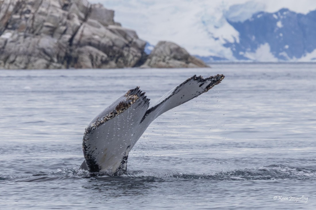 HDS24-25, Day 9, 5D5A0580 © Koen Jongerling - Oceanwide Expeditions.jpg