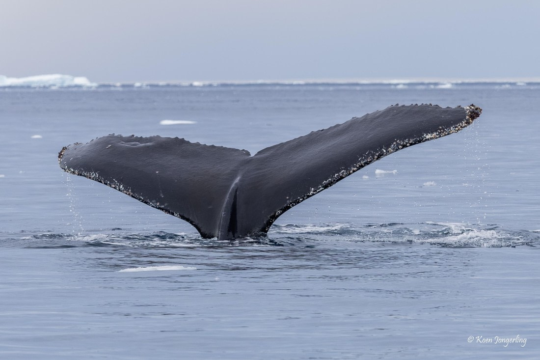HDS24-25, Day 9, 5D5A0582 © Koen Jongerling - Oceanwide Expeditions.jpg
