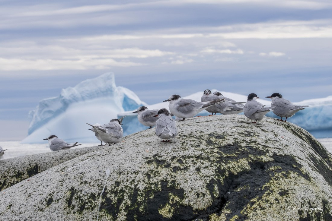 HDS24-25, Day 9, 5D5A0592 © Koen Jongerling - Oceanwide Expeditions.jpg