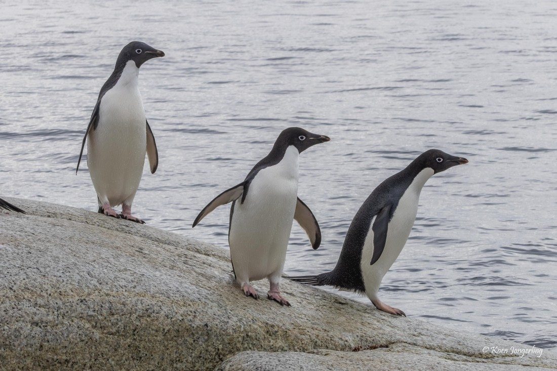HDS24-25, Day 9, 5D5A0594 © Koen Jongerling - Oceanwide Expeditions.jpg