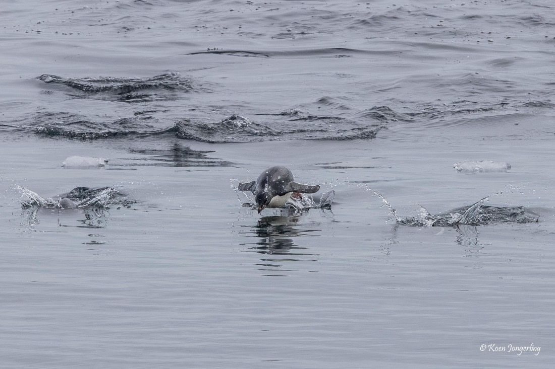 HDS24-25, Day 9, 5D5A0601 © Koen Jongerling - Oceanwide Expeditions.jpg