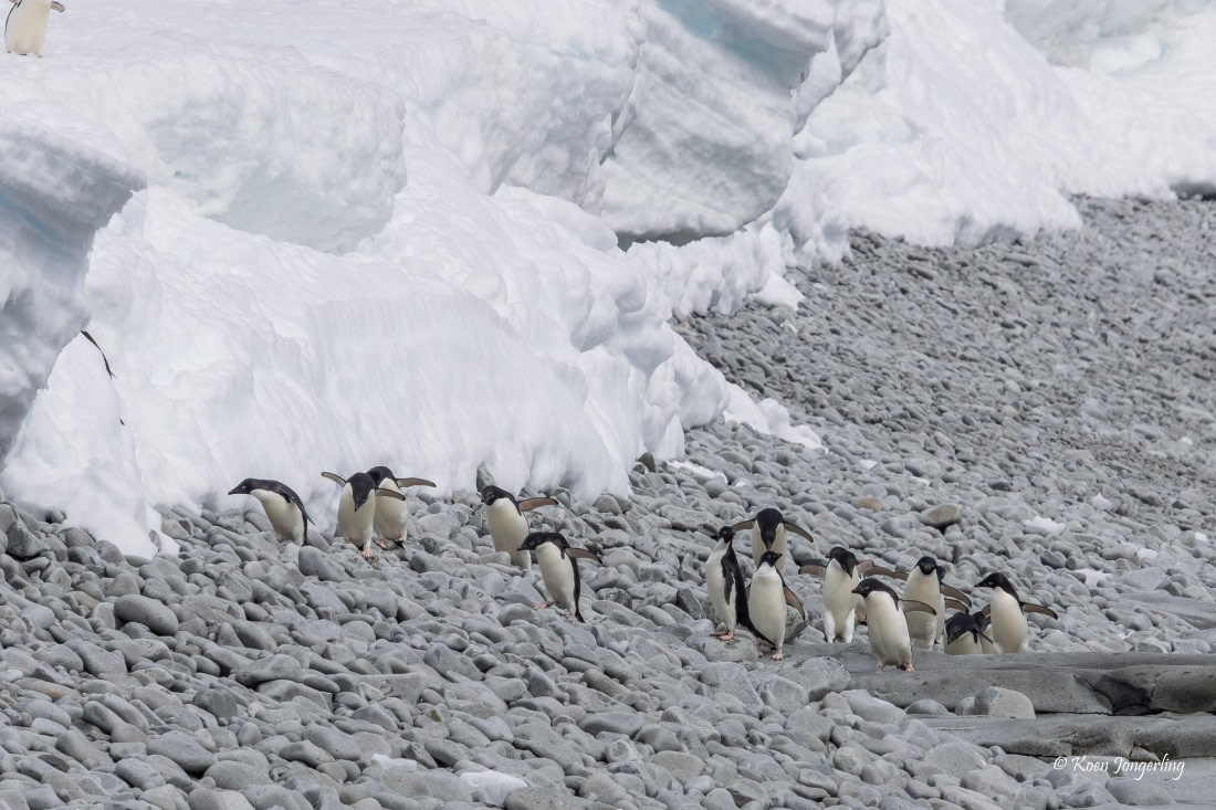 HDS24-25, Day 9, 5D5A0603 © Koen Jongerling - Oceanwide Expeditions.jpg