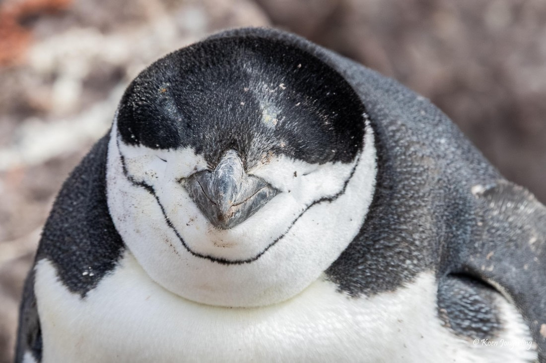 HDS24-25, Day 9, 5D5A0611 © Koen Jongerling - Oceanwide Expeditions.jpg