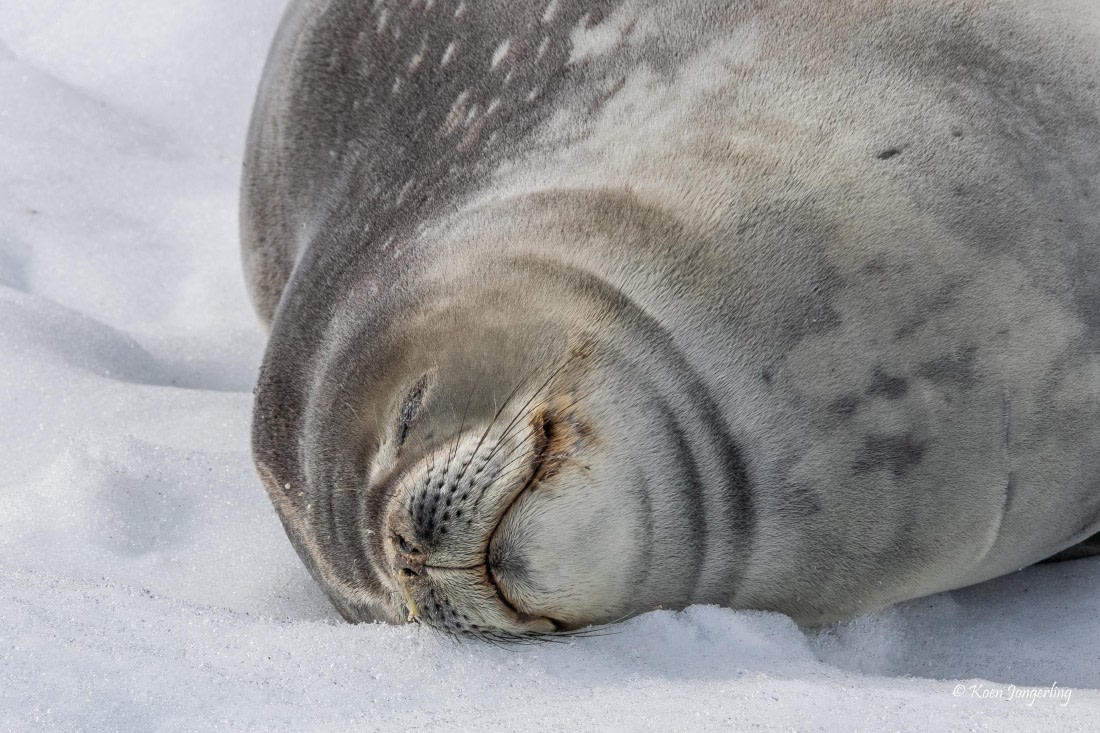 HDS24-25, Day 9, 5D5A0658 © Koen Jongerling - Oceanwide Expeditions.jpg
