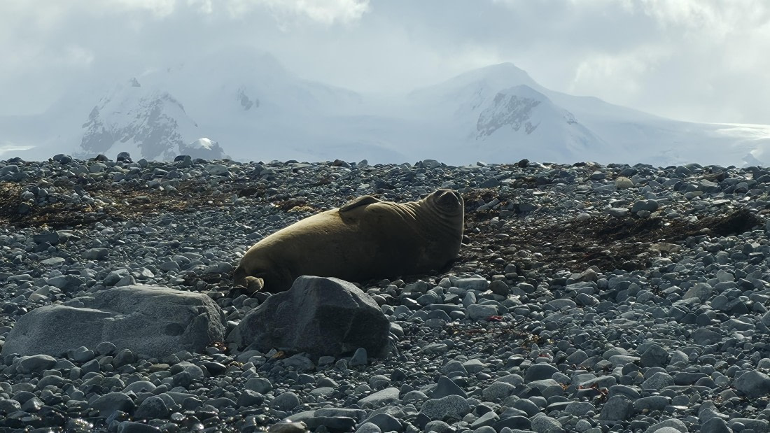 HDS24-25, Day 10, 20251218_172113 © Unknown photographer - Oceanwide Expeditions.jpg