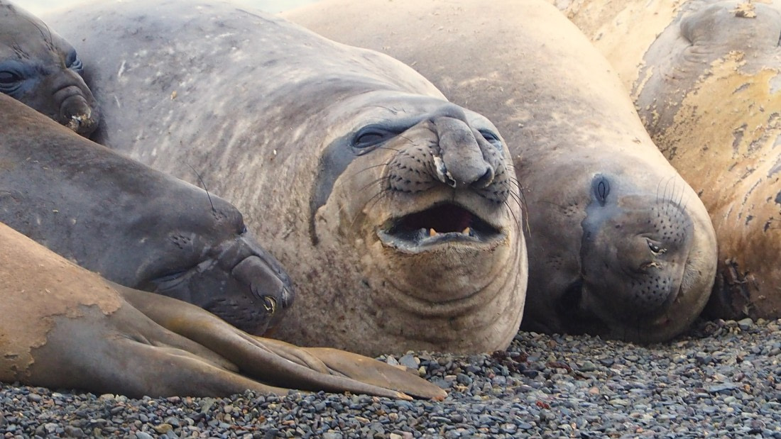 Take me to the dentist pls