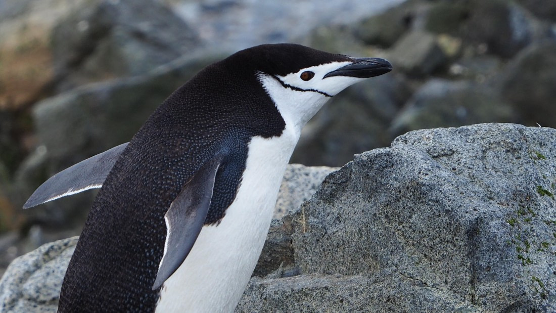 Chinstrap penguin