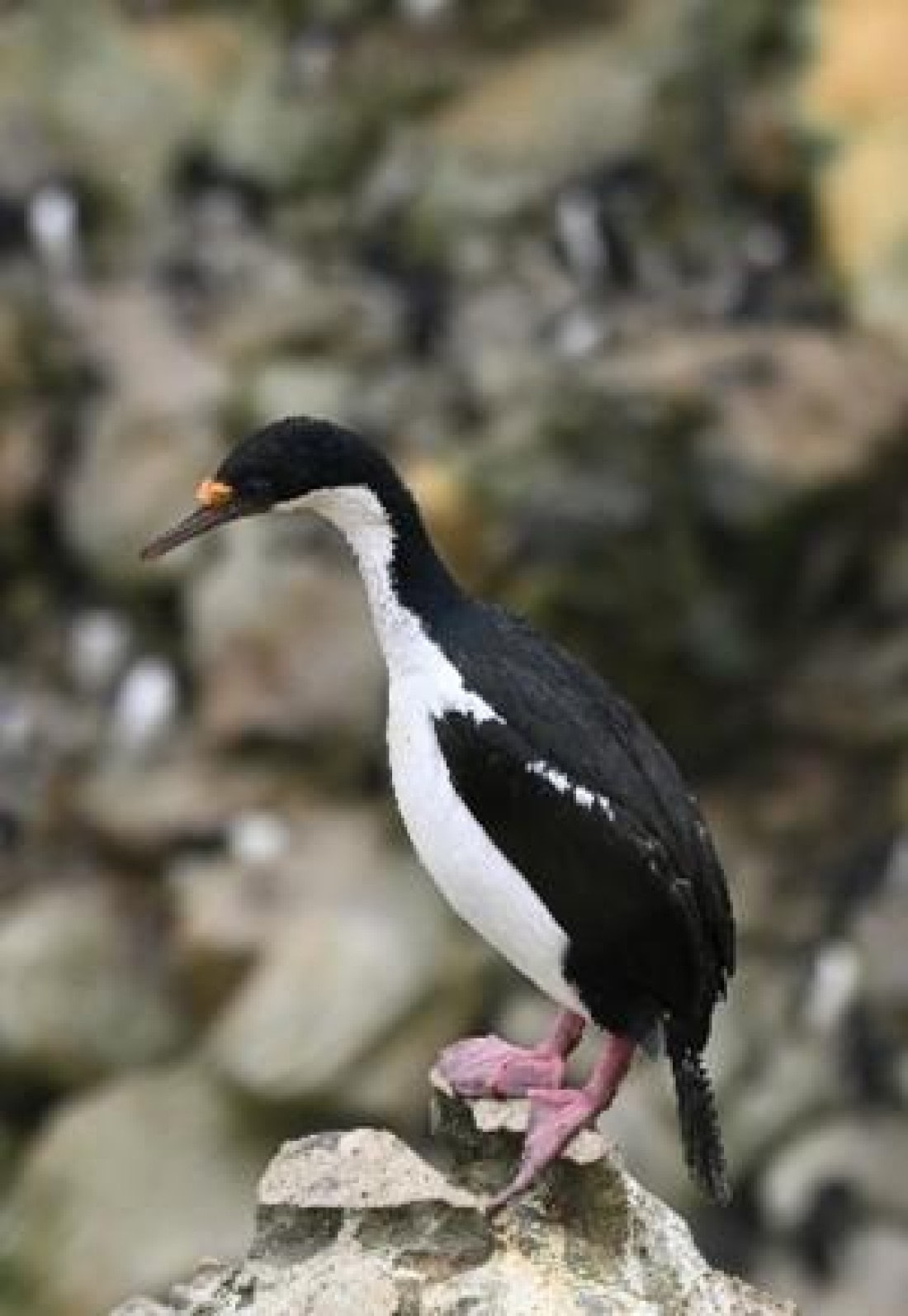 OTL25-26, Day 3, Picture6.jpg © Unknown Photographer - Oceanwide Expeditions.jpg