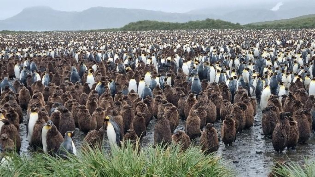 OTL25-26, Day 7, Picture19.jpg © Unknown Photographer - Oceanwide Expeditions.jpg