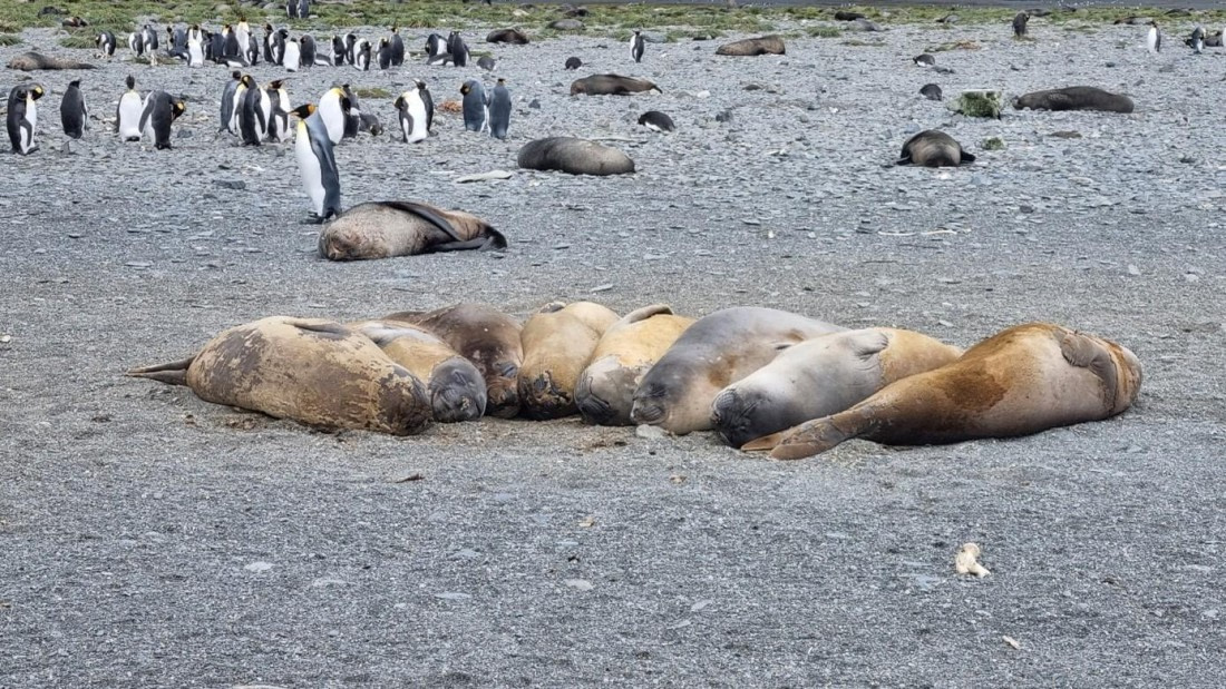 OTL25-26, Day 7, Picture20.jpg © Unknown Photographer - Oceanwide Expeditions.jpg