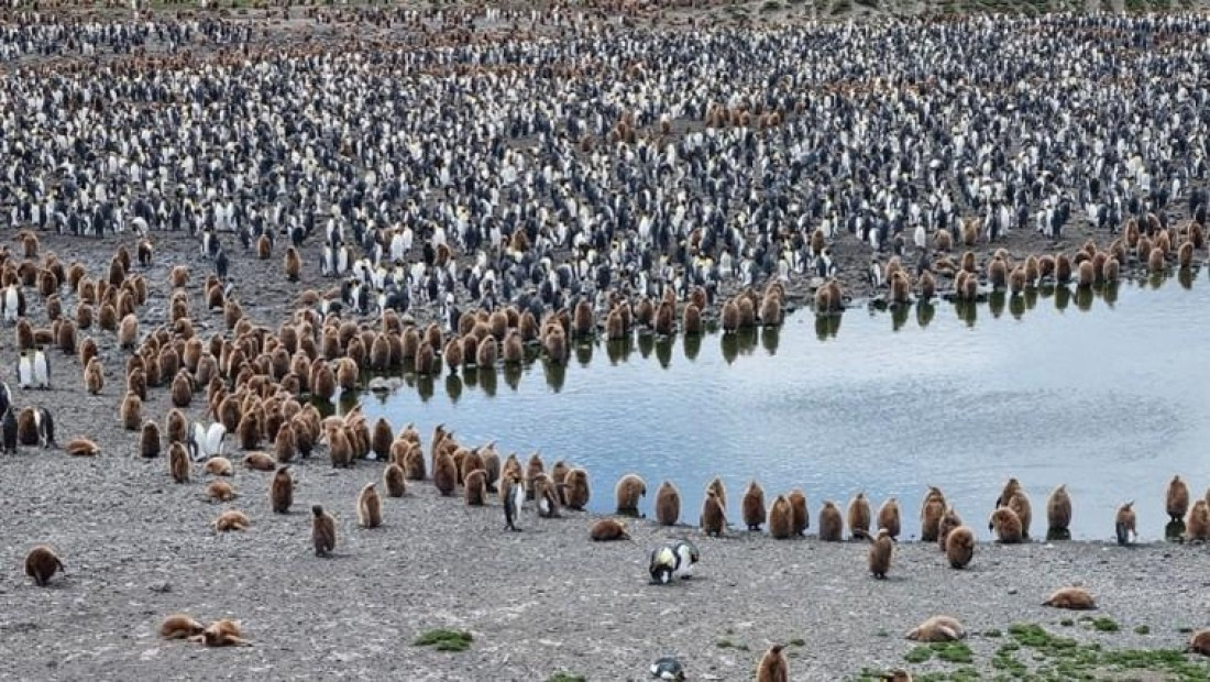 OTL25-26, Day 9, Picture25.jpg © Unknown Photographer - Oceanwide Expeditions.jpg