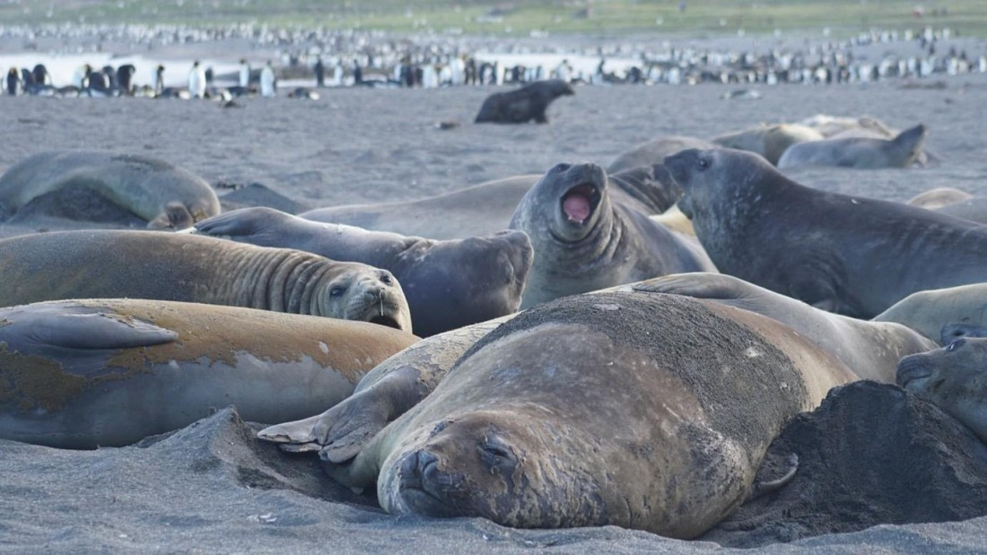 OTL25-26, Day 8, Picture24.jpg © Unknown Photographer - Oceanwide Expeditions.jpg