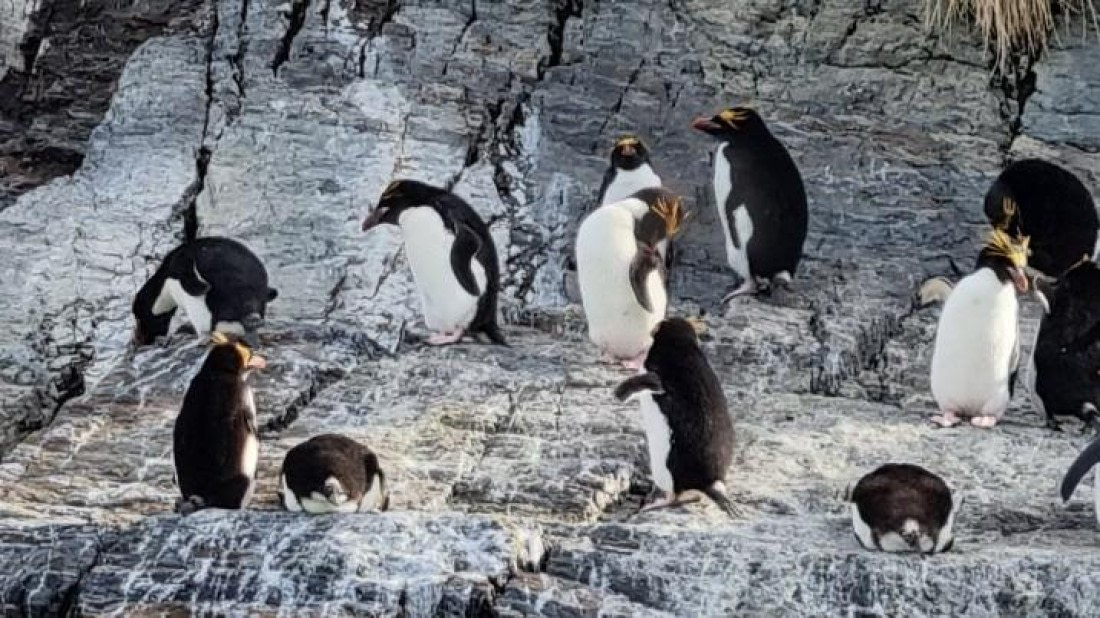 OTL25-26, Day 9, Picture26.jpg © Unknown Photographer - Oceanwide Expeditions.jpg