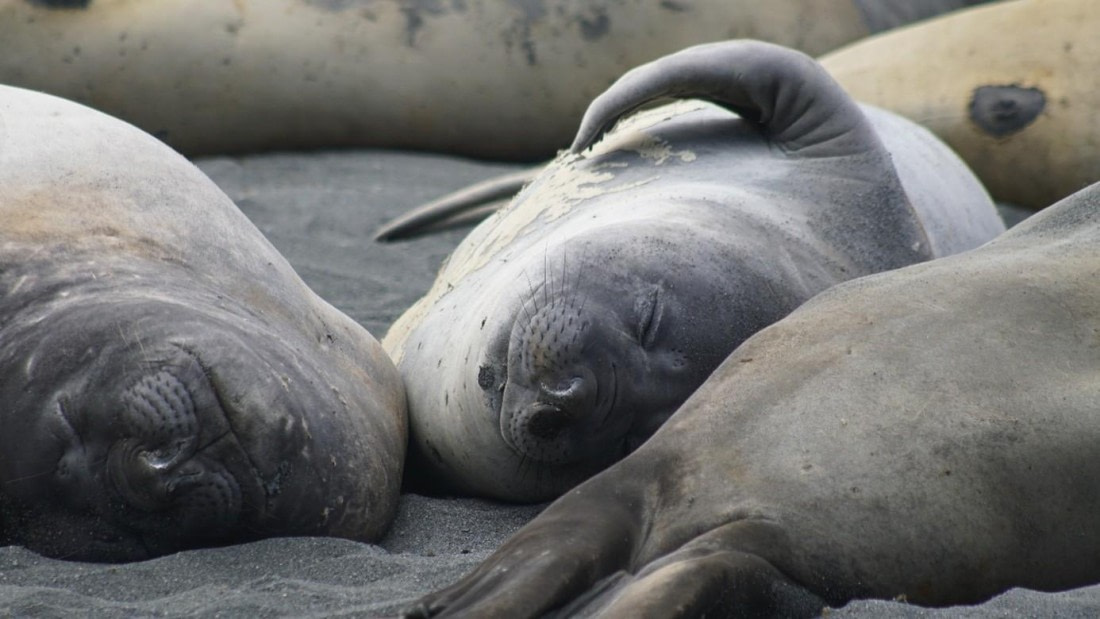 OTL25-26, Day 10, Picture29.jpg © Unknown Photographer - Oceanwide Expeditions.jpg