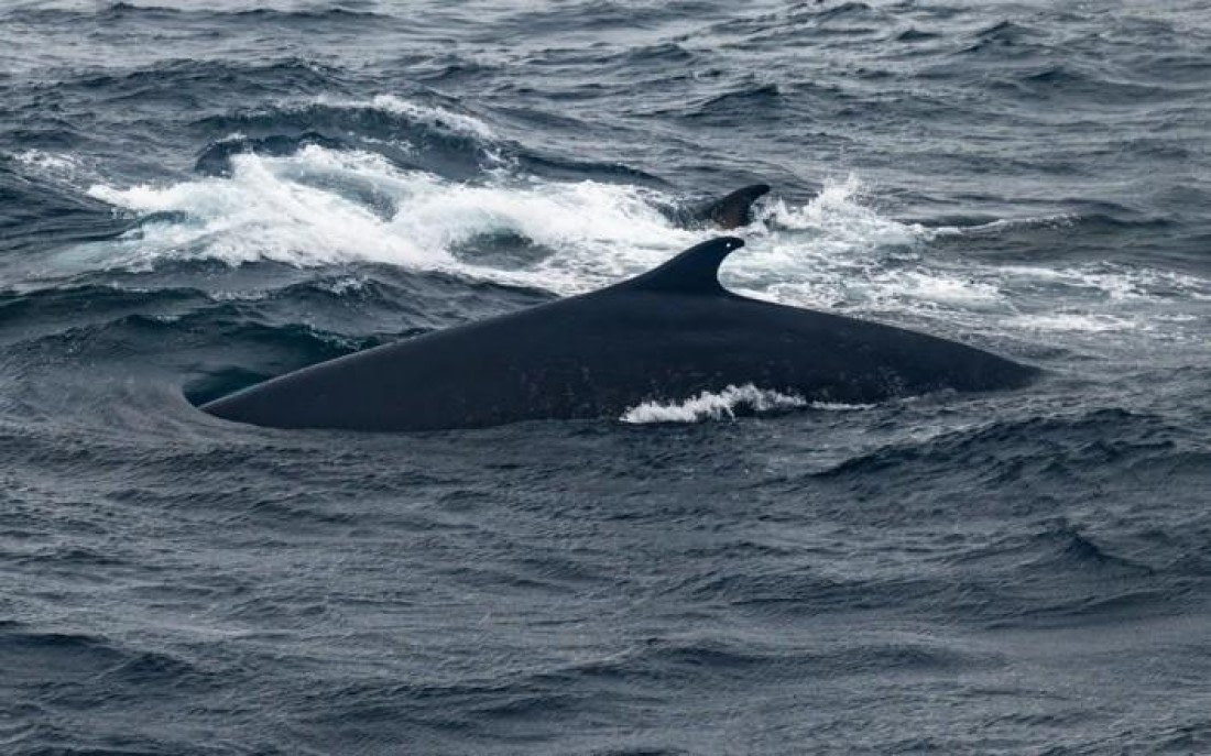 OTL25-26, Day 13, Picture39.jpg © Unknown Photographer - Oceanwide Expeditions.jpg