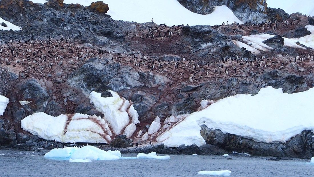 Penguins are everywhere