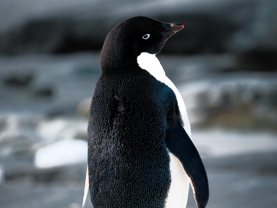 Cold. Cute. Confident.