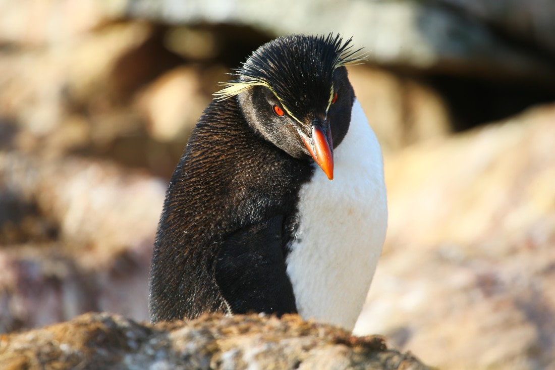 Beautiful Rockhoppper