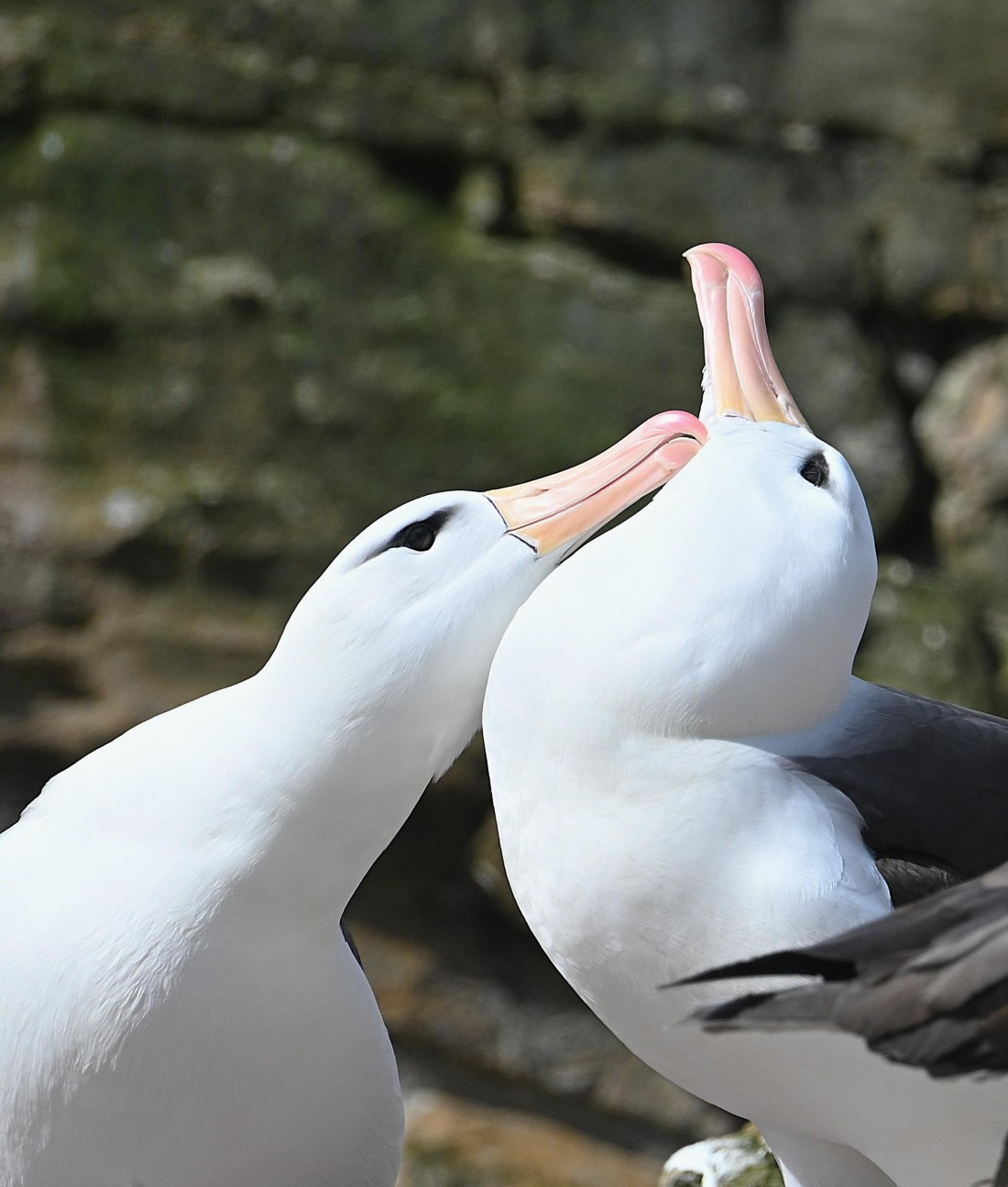 black-browed albatrosses