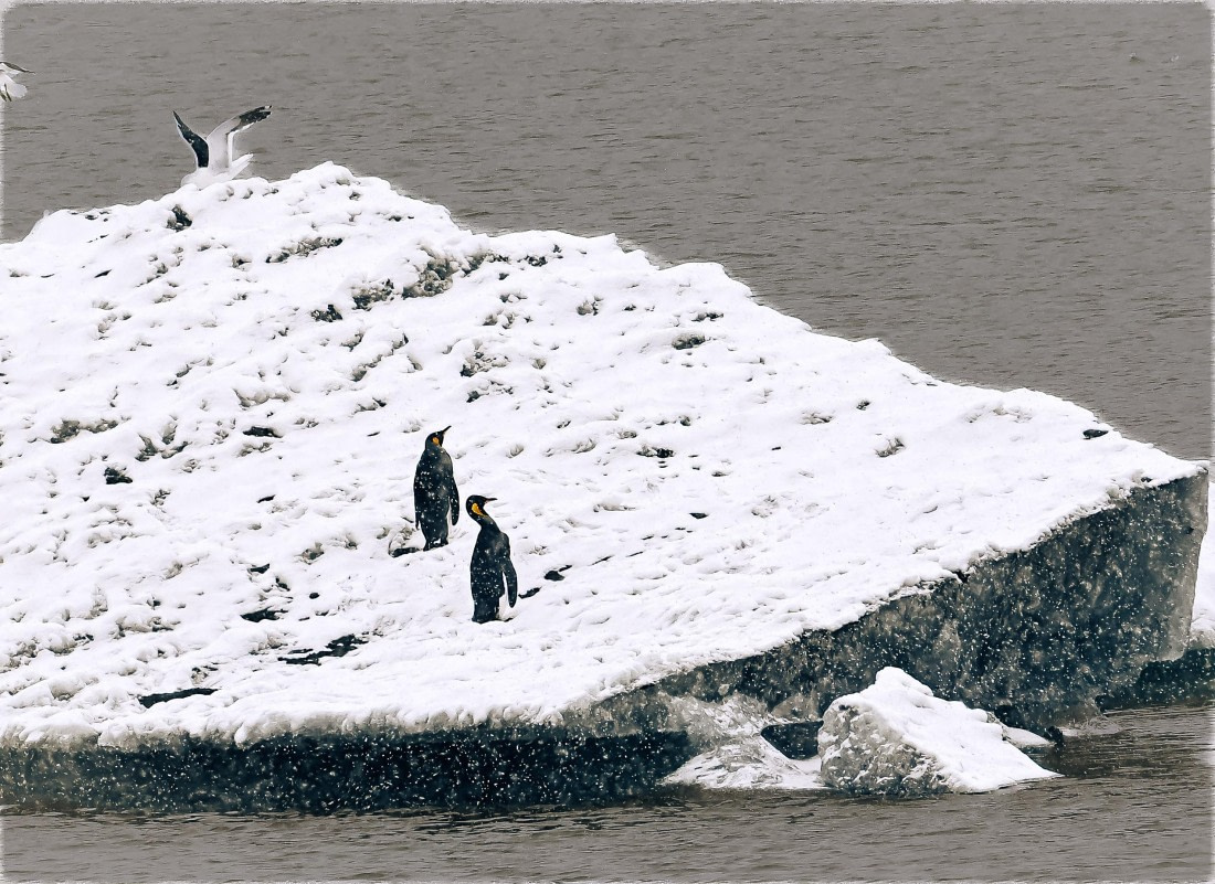 king penguins on iceberg