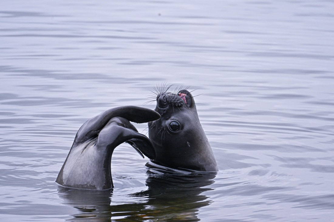 seal happily bathing