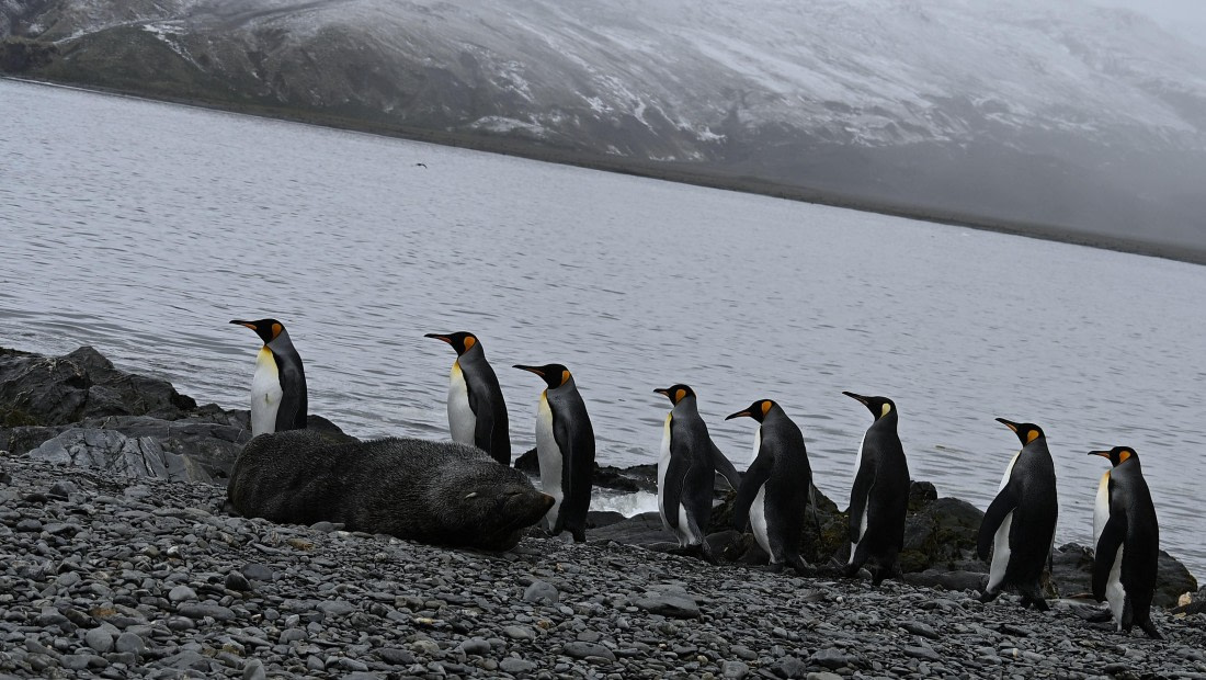king penguins marching