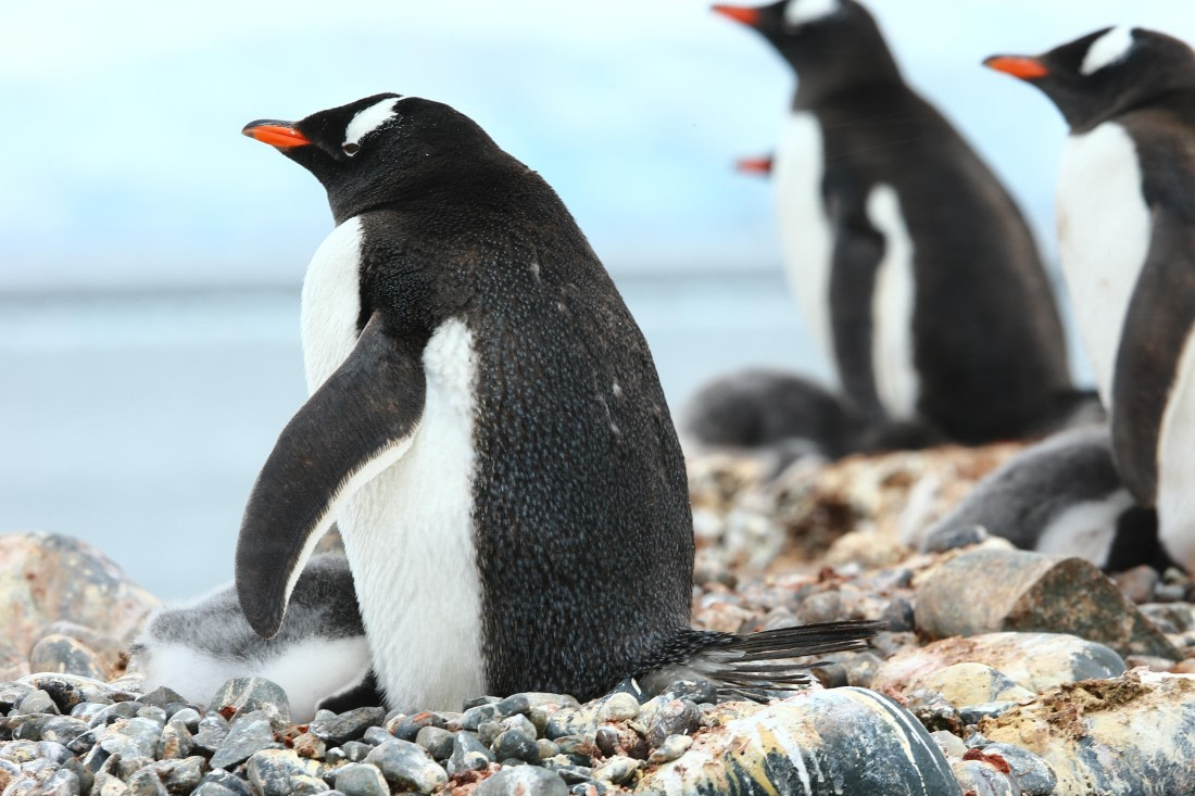 Penguines with babies
