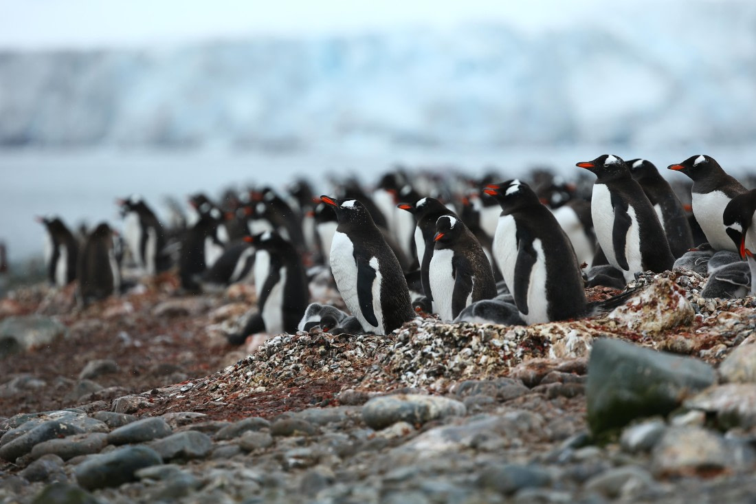 Hundreds of penguines