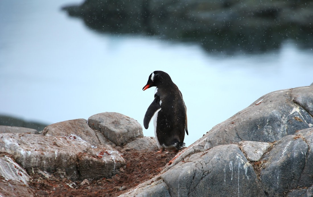 Lonely penguin