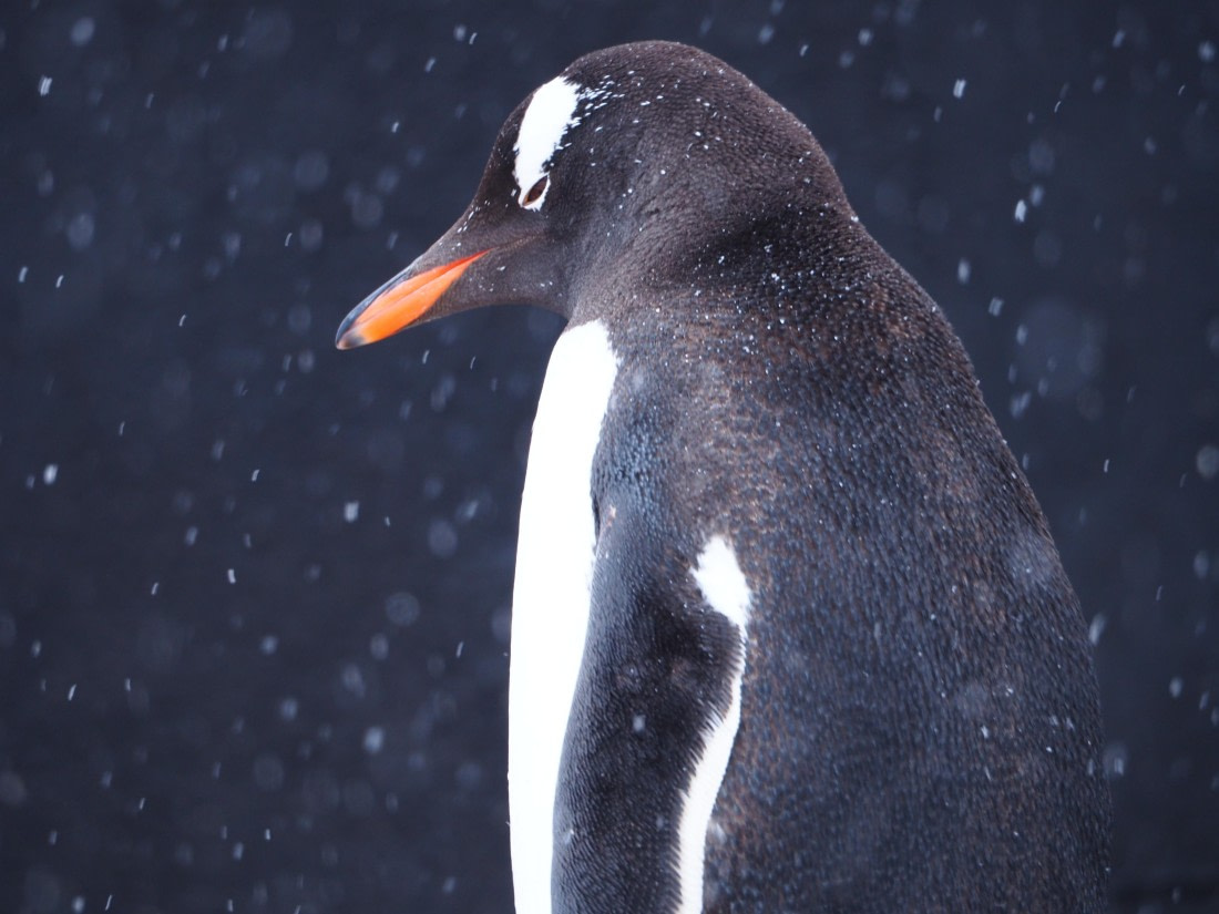 Penguine in the snow