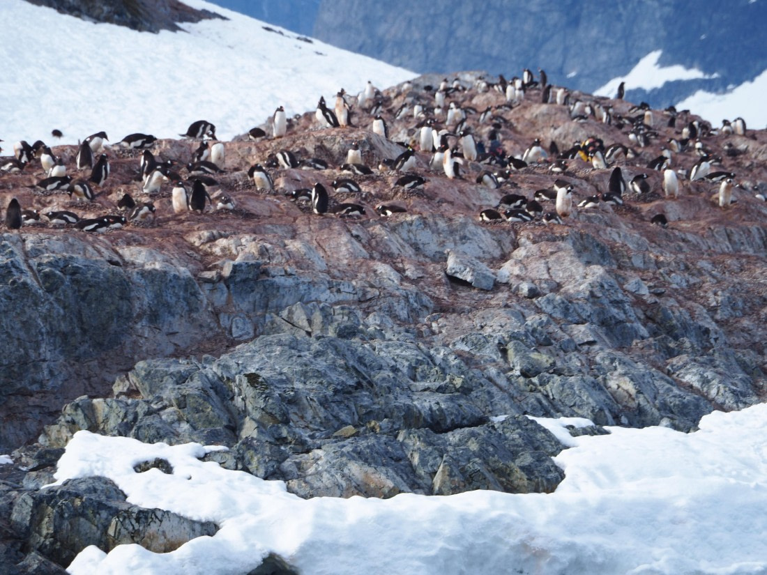 Penguins  on the rocks