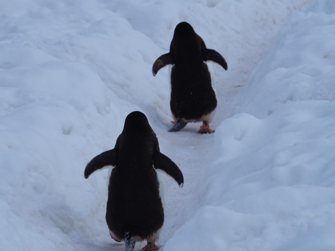 Penguine walk
