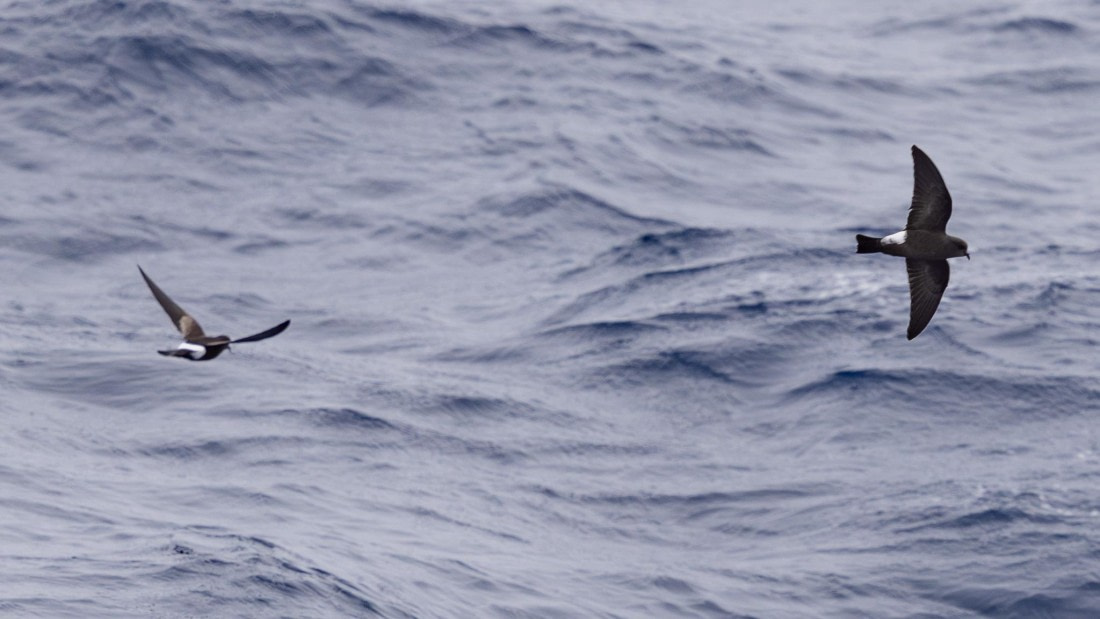 PLA25-26, Day 3, 4Q9A2093.jpg © Katlyn Taylor - Oceanwide Expeditions.jpg