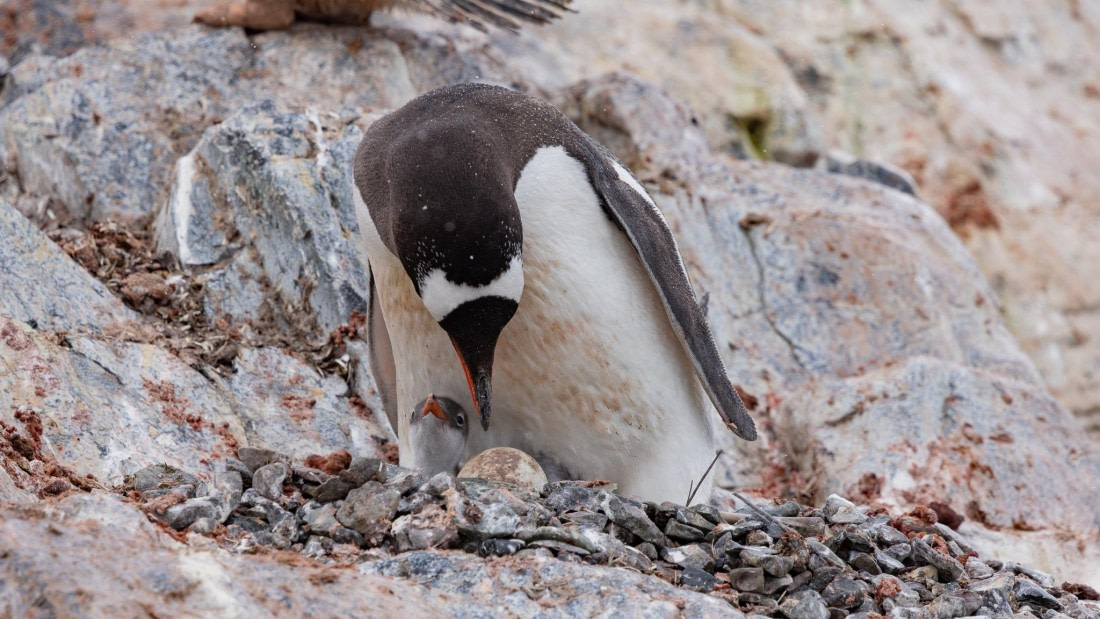 PLA25-26, Day 4, 4Q9A2256.jpg © Katlyn Taylor - Oceanwide Expeditions.jpg