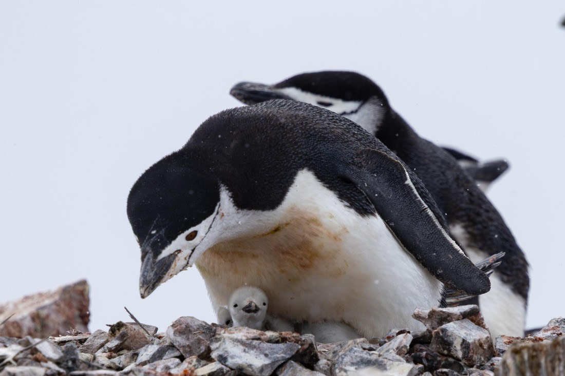 PLA25-26, Day 4, 4Q9A2424.jpg © Katlyn Taylor - Oceanwide Expeditions.jpg