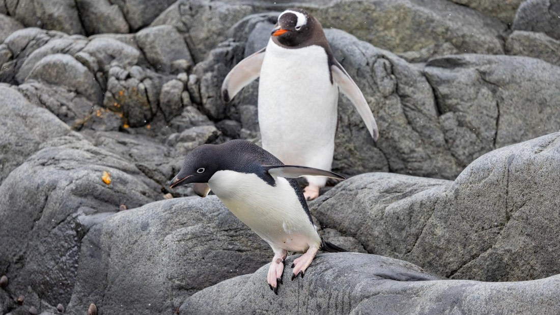 PLA25-26, Day 5, 4Q9A3182.jpg © Katlyn Taylor - Oceanwide Expeditions.jpg