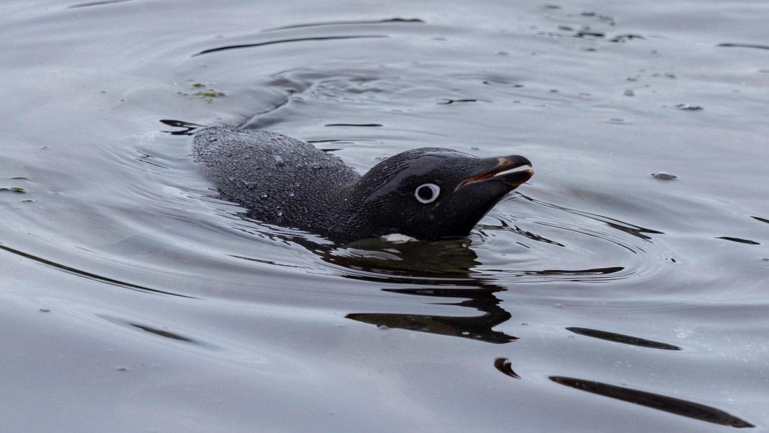 PLA25-26, Day 5, 4Q9A3188.jpg © Katlyn Taylor - Oceanwide Expeditions.jpg