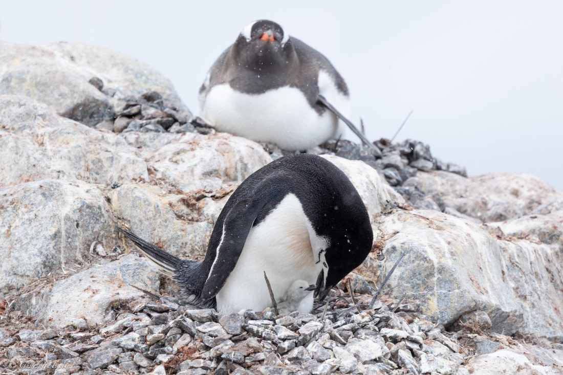 PLA25-26, Day 5, FZ1A5308.jpg © Katlyn Taylor - Oceanwide Expeditions.jpg