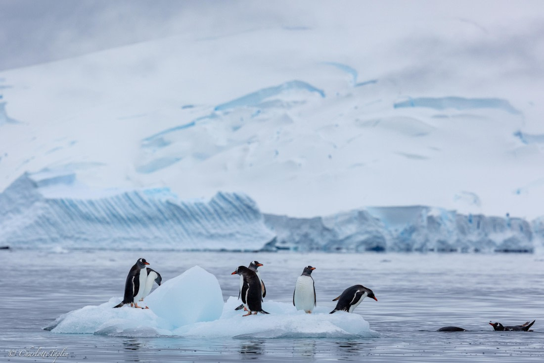 PLA25-26, Day 5, FZ1A5326.jpg © Katlyn Taylor - Oceanwide Expeditions.jpg