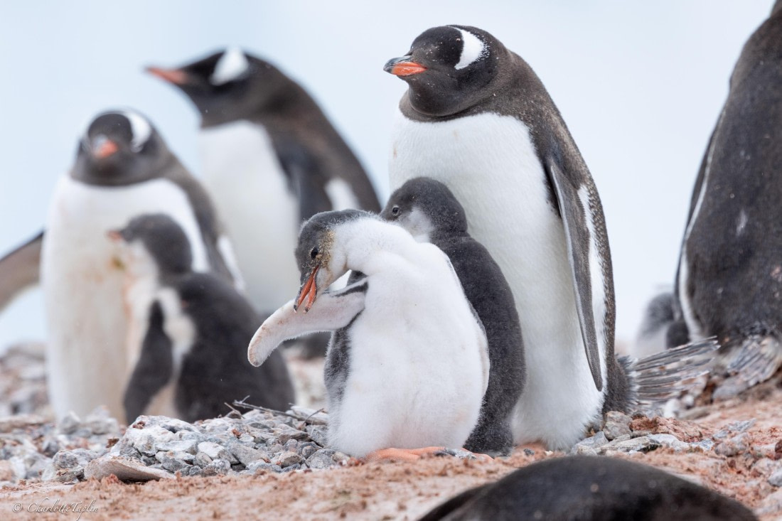 PLA25-26, Day 5, FZ1A5363.jpg © Katlyn Taylor - Oceanwide Expeditions.jpg