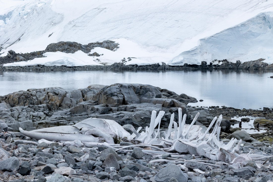 PLA25-26, Day 5, FZ1A5434.jpg © Katlyn Taylor - Oceanwide Expeditions.jpg