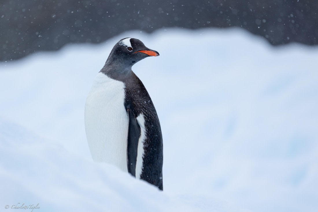 PLA25-26, Day 6, FZ1A5608.jpg © Katlyn Taylor - Oceanwide Expeditions.jpg