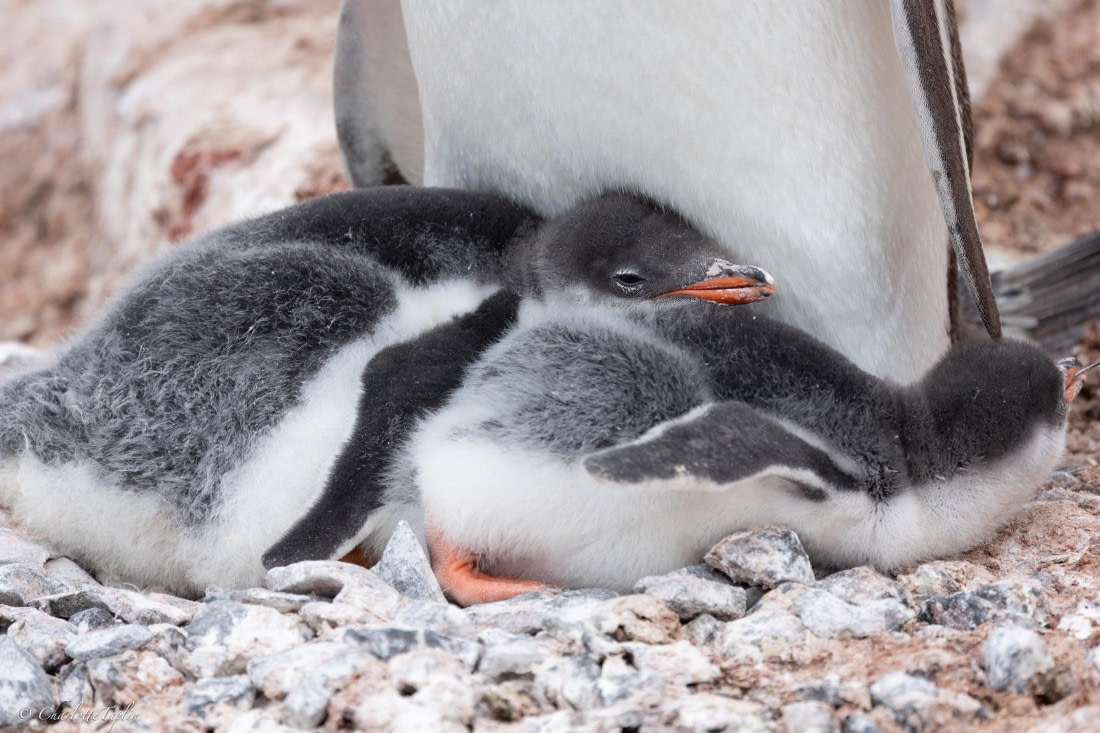 PLA25-26, Day 6, FZ1A5653.jpg © Katlyn Taylor - Oceanwide Expeditions.jpg