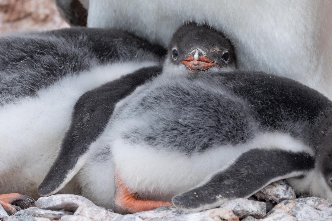 PLA25-26, Day 6, FZ1A5690.jpg © Katlyn Taylor - Oceanwide Expeditions.jpg