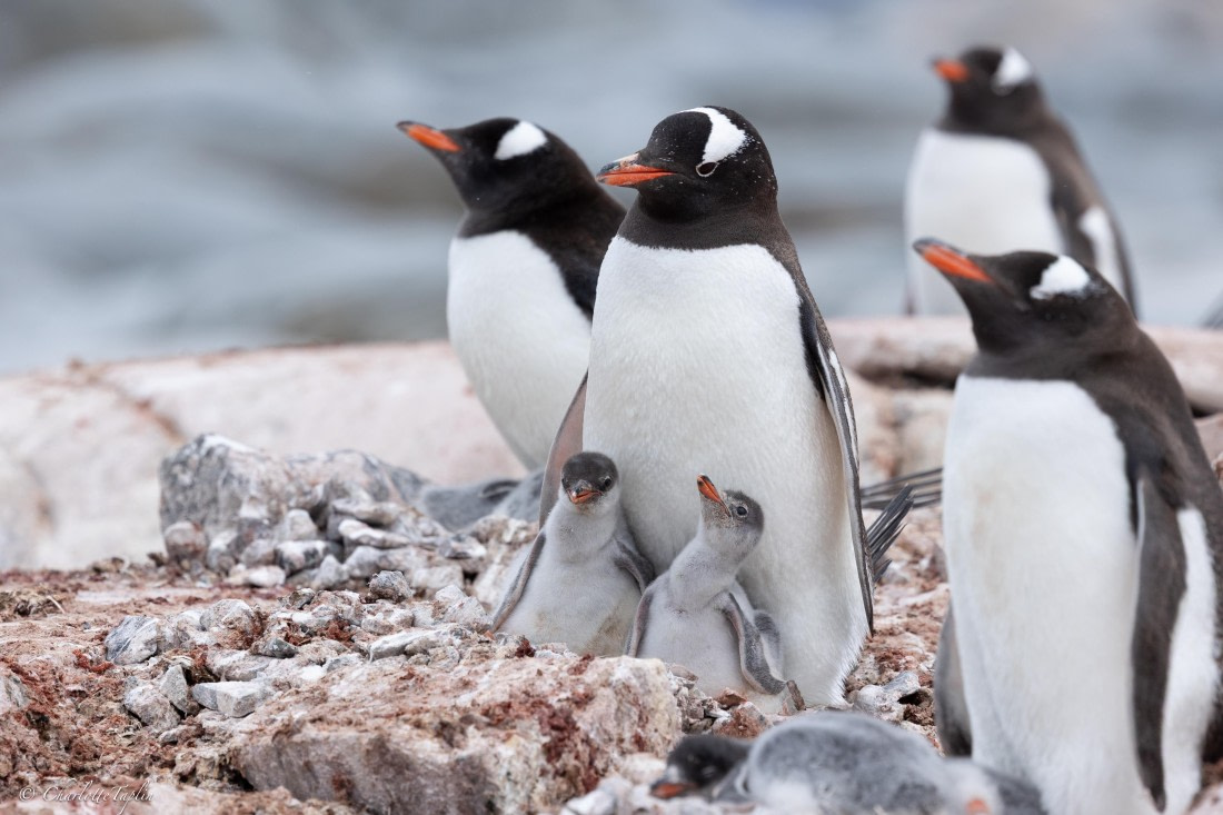 PLA25-26, Day 6, FZ1A5702.jpg © Katlyn Taylor - Oceanwide Expeditions.jpg