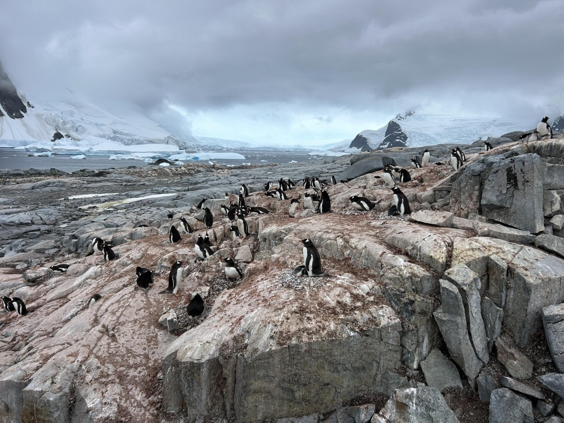 PLA25-26, Day 6, IMG_0300.jpeg © Katlyn Taylor - Oceanwide Expeditions.jpeg