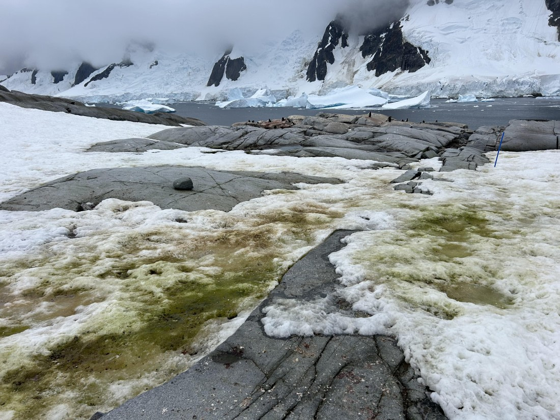 PLA25-26, Day 6, IMG_0301.jpeg © Katlyn Taylor - Oceanwide Expeditions.jpeg