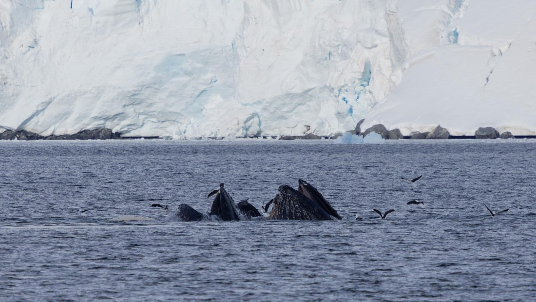 PLA25-26, Day 7, 4Q9A3713.jpg © Katlyn Taylor - Oceanwide Expeditions.jpg