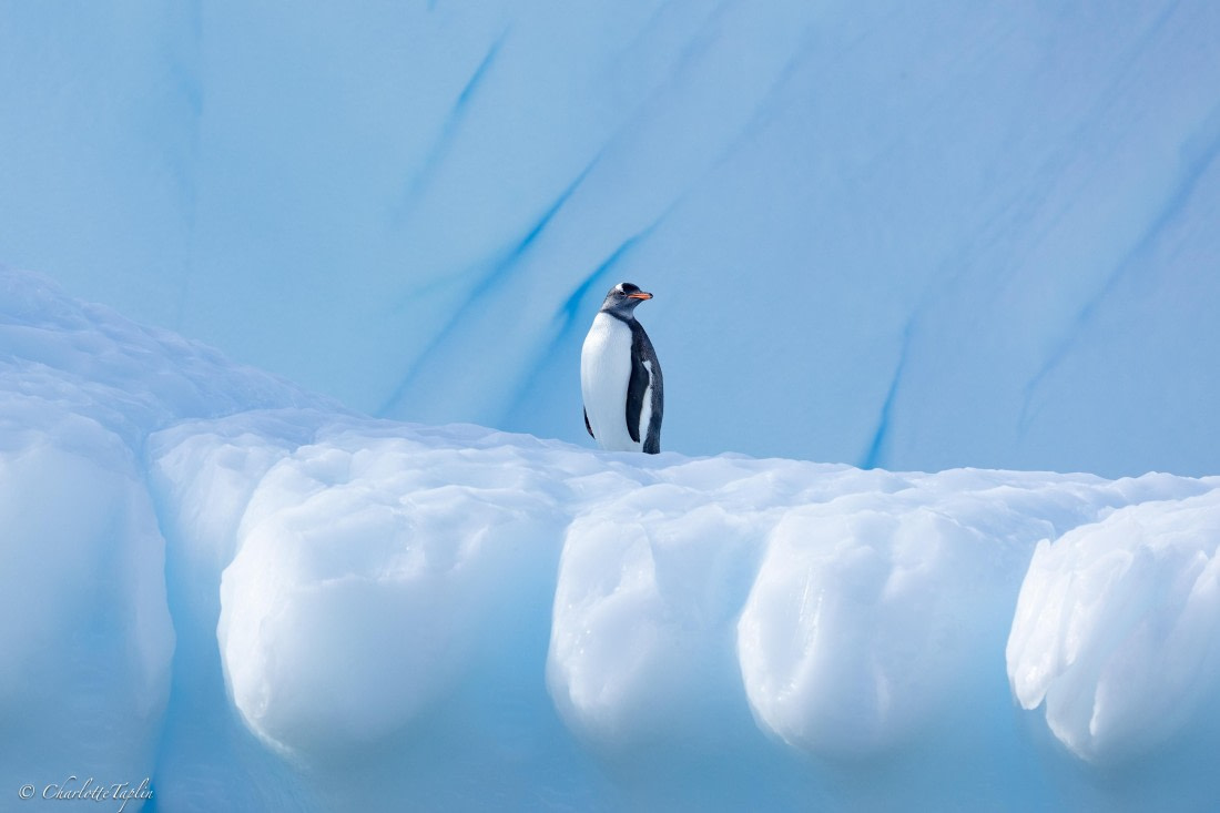 PLA25-26, Day 7, FZ1A5771.jpg © Katlyn Taylor - Oceanwide Expeditions.jpg