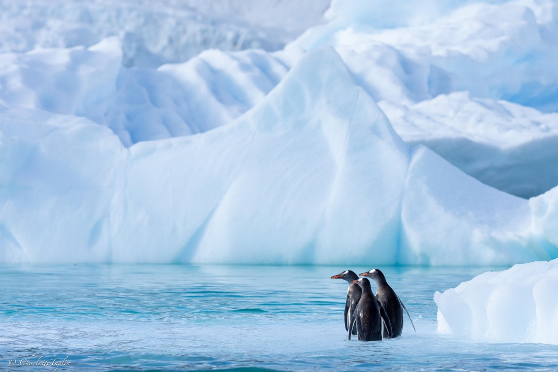 PLA25-26, Day 7, FZ1A5783.jpg © Katlyn Taylor - Oceanwide Expeditions.jpg